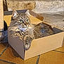 cat, tabby, cardboard_box, floor, tile, stone_wall, wood, furniture_leg, indoor, pet, animal, feline, whiskers, curious, relaxed, green_eyes, paw, resting, cozy, domestic