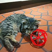 Vaïana a rejoint le concours — aidez-le/la à gagner de superbes lots ! cat, tabby_cat, toy, red_toy, floor, tiled_floor, indoor, pet, animal, feline, curious, playful, whiskers, ears, paws, fur, closeup, brown, gray, striped