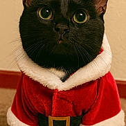 Handsome joined the competition — help win amazing prizes! cat, black_cat, green_eyes, pet, animal, indoor, costume, christmas_outfit, santa_claus, holiday, fur, whiskers, cute, adorable, close_up, portrait, festive, red, white_trim, belly_belt