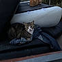 Gargamel participe au concours pour gagner de l'argent avec cette photo : cat, outdoor, furniture, denim_jacket, black_cushion, tabby_cat, ginger_cat, animal, pet, curious, resting, dusk, nature, greenery, old_furniture, texture, clothing, pile, alert, quiet