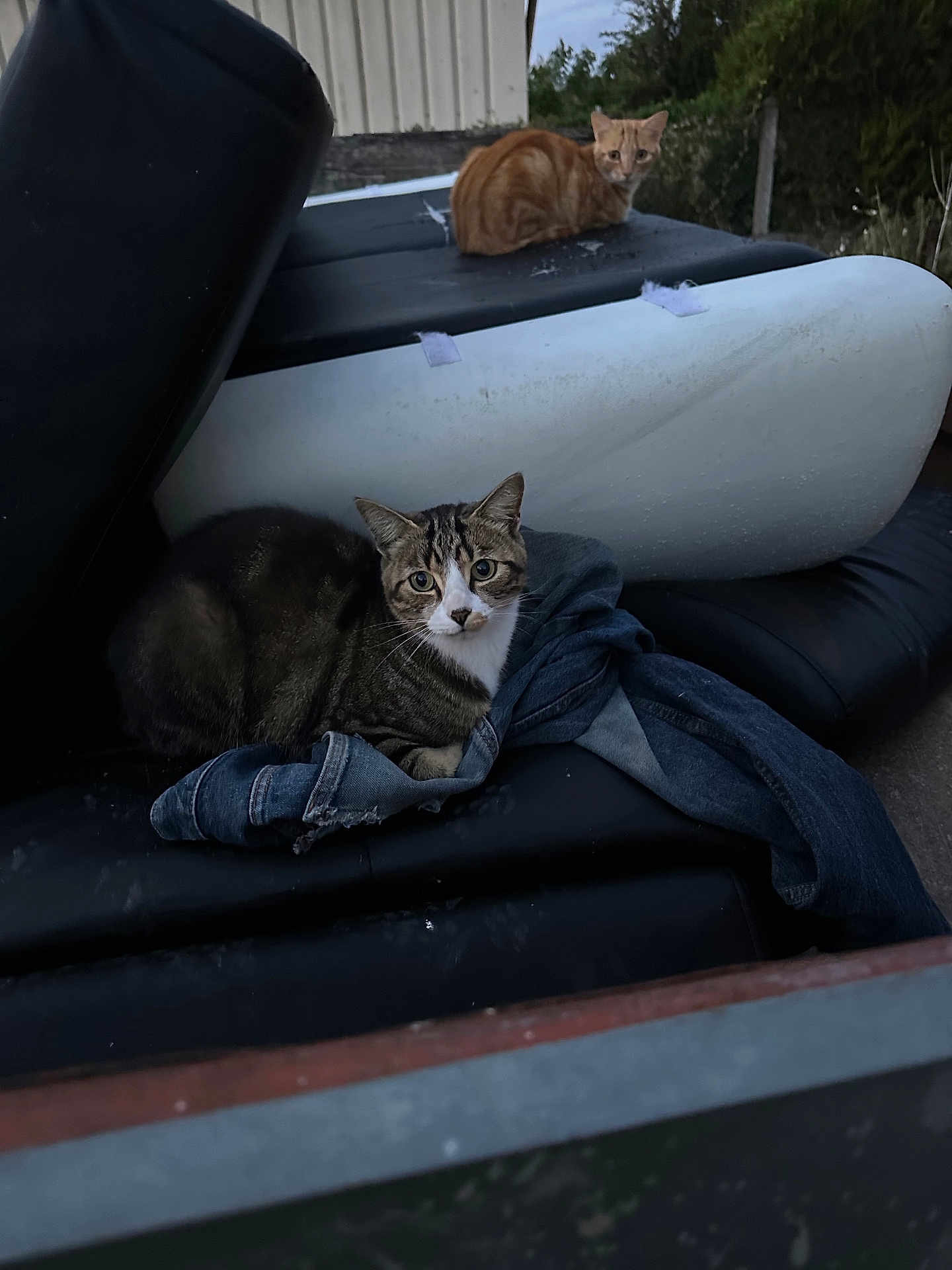 Gargamel participe au concours pour gagner de l'argent avec cette photo : cat, outdoor, furniture, denim_jacket, black_cushion, tabby_cat, ginger_cat, animal, pet, curious, resting, dusk, nature, greenery, old_furniture, texture, clothing, pile, alert, quiet