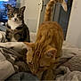 tabby_cat, ginger_cat, bed, blanket, indoor, door, television, curious, feline, pet, cozy, fur, whiskers, sniffing, sleeping_area, domestic, animal, resting, household, room