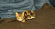Cookie participe au concours pour gagner de l'argent avec cette photo : animal, blanket, cat, couch, cozy, curled_up, cute, domestic, ears, feline, fur, indoor, kitten, looking, pet, resting, small, tabby, whiskers, young