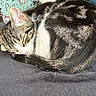Cookie a rejoint le concours — aidez-le/la à gagner de superbes lots ! animal, blanket, cat, cozy, curled_up, cute, domestic_cat, ears, feline, fur, indoor, nap, peaceful, pet, resting, sleeping, soft, tabby, tail, whiskers