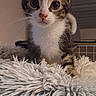 Cookie a rejoint le concours — aidez-le/la à gagner de superbes lots ! animal, bed, cat, cozy, curious, cute, domestic, ears, eyes, feline, fluffy, fur, indoor, kitten, pet, portrait, resting, soft, whiskers, young