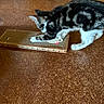 animal, brown_floor, cardboard, cat, claws, curious, floor, fur, indoor, kitten, mop, paw, pet, playful, scratcher, striped, tabby, toy, whiskers, young_cat