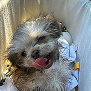 Monchi joined the competition — help win amazing prizes! puppy, dog, wet_fur, tongue_out, basket, blanket, star_pattern, outdoor, sunlight, cute, fluffy, pet, animal, small_dog, fur, playful, happy, sitting, cozy, adorable