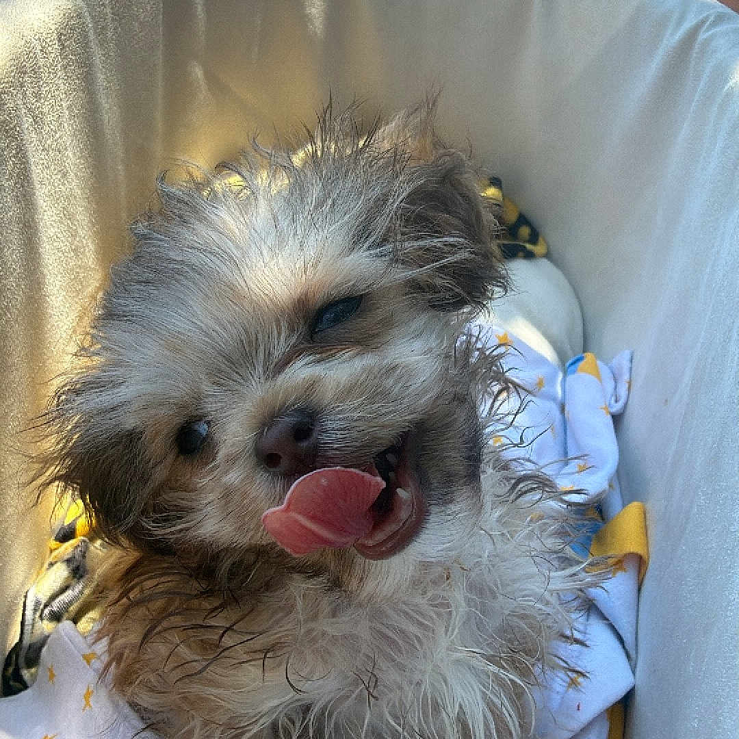 Monchi joined the competition — help win amazing prizes! puppy, dog, wet_fur, tongue_out, basket, blanket, star_pattern, outdoor, sunlight, cute, fluffy, pet, animal, small_dog, fur, playful, happy, sitting, cozy, adorable
