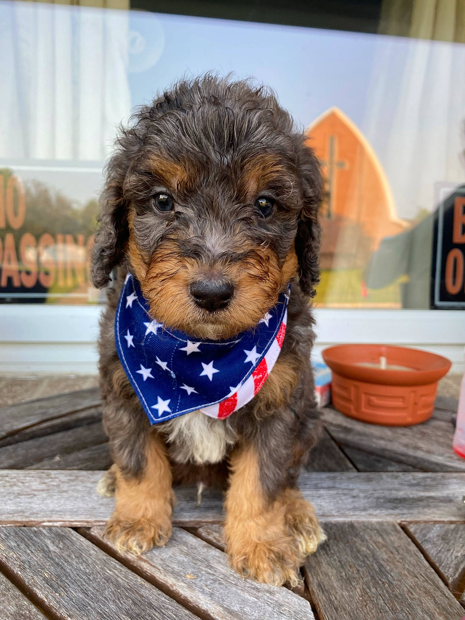 Clifford is registered to the contest to win money with this photo: canidae, carnivore, companion_dog, dog, dog_breed, dog_collar, dog_supply, fur, labradoodle, liver, poodle_crossbreed, small_terrier, snout, spaniel, sporting_group, terrier, toy_dog, water_dog, working_animal, yorkipoo