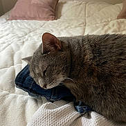 Lilly joined the competition — help win amazing prizes! bed, blanket, cat, closeup, clothing, comfort, cozy, cute, denim, feline, gray_cat, home, indoor, pet, pillow, relaxation, resting, sleeping, soft, whiskers