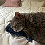bed, blanket, cat, closeup, clothing, comfort, cozy, cute, denim, feline, gray_cat, home, indoor, pet, pillow, relaxation, resting, sleeping, soft, whiskers