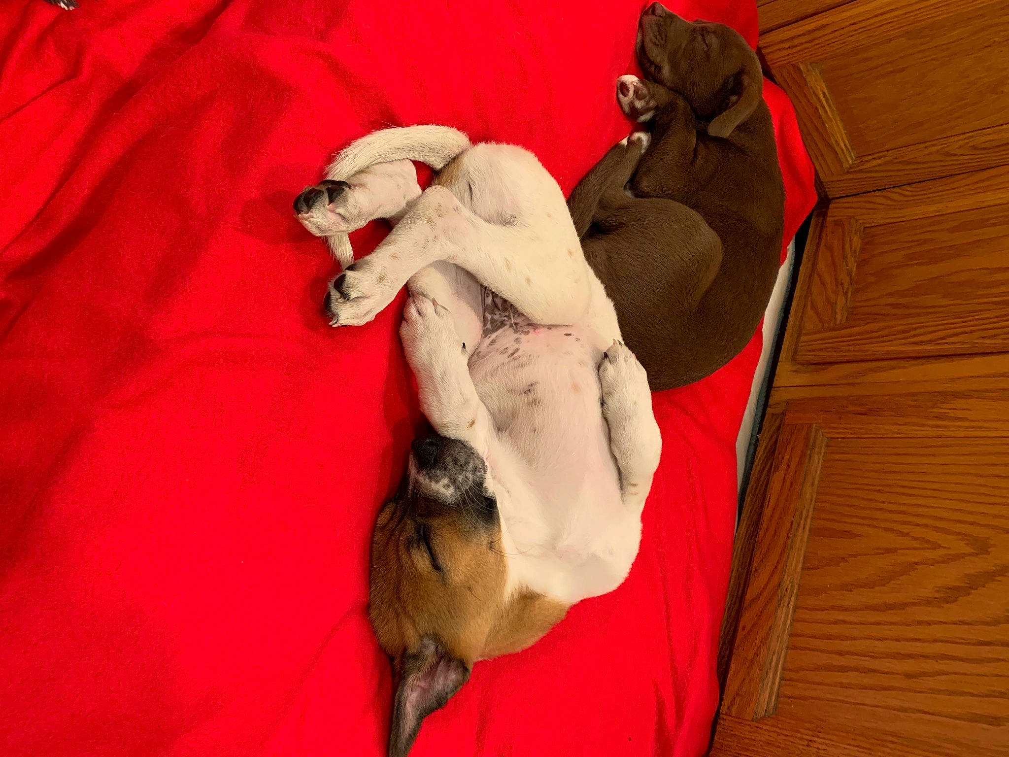 Shiloh joined the competition — help win amazing prizes! canidae, carnivore, comfort, companion_dog, dog, dog_breed, dog_supply, fawn, liver, paw, sleep, snout, sporting_group, wood_stain, working_animal, working_dog