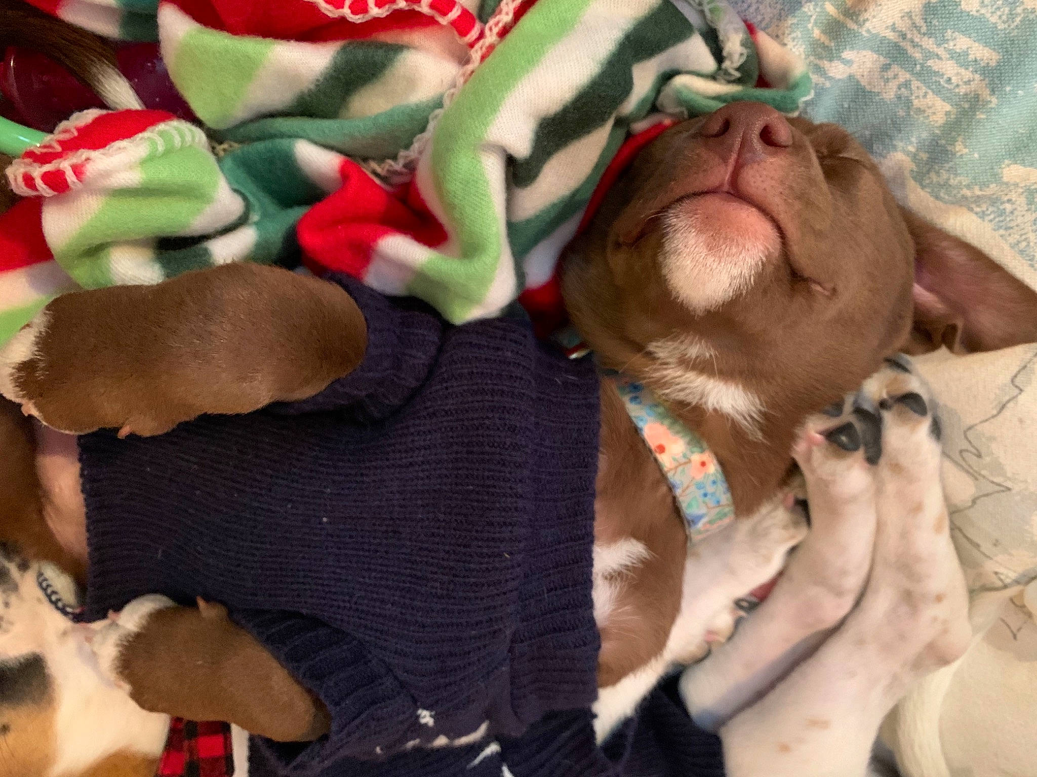 Angel is registered to the contest to win money with this photo: canidae, carnivore, collar, companion_dog, dog, dog_breed, dog_collar, dog_supply, fawn, fur, hunting_dog, liver, pet_supply, snout, sporting_group, sweater, tongue, working_animal, working_dog