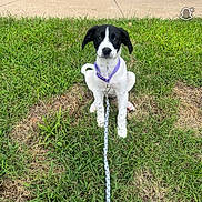 Ghost joined the competition — help win amazing prizes! animal, black_and_white, canine, collar, cute, daylight, dog, friendly, garden, grass, leash, nature, outdoor, pet, playful, puppy, sidewalk, sitting, summer, young_dog