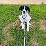 animal, black_and_white, canine, collar, cute, daylight, dog, friendly, garden, grass, leash, nature, outdoor, pet, playful, puppy, sidewalk, sitting, summer, young_dog