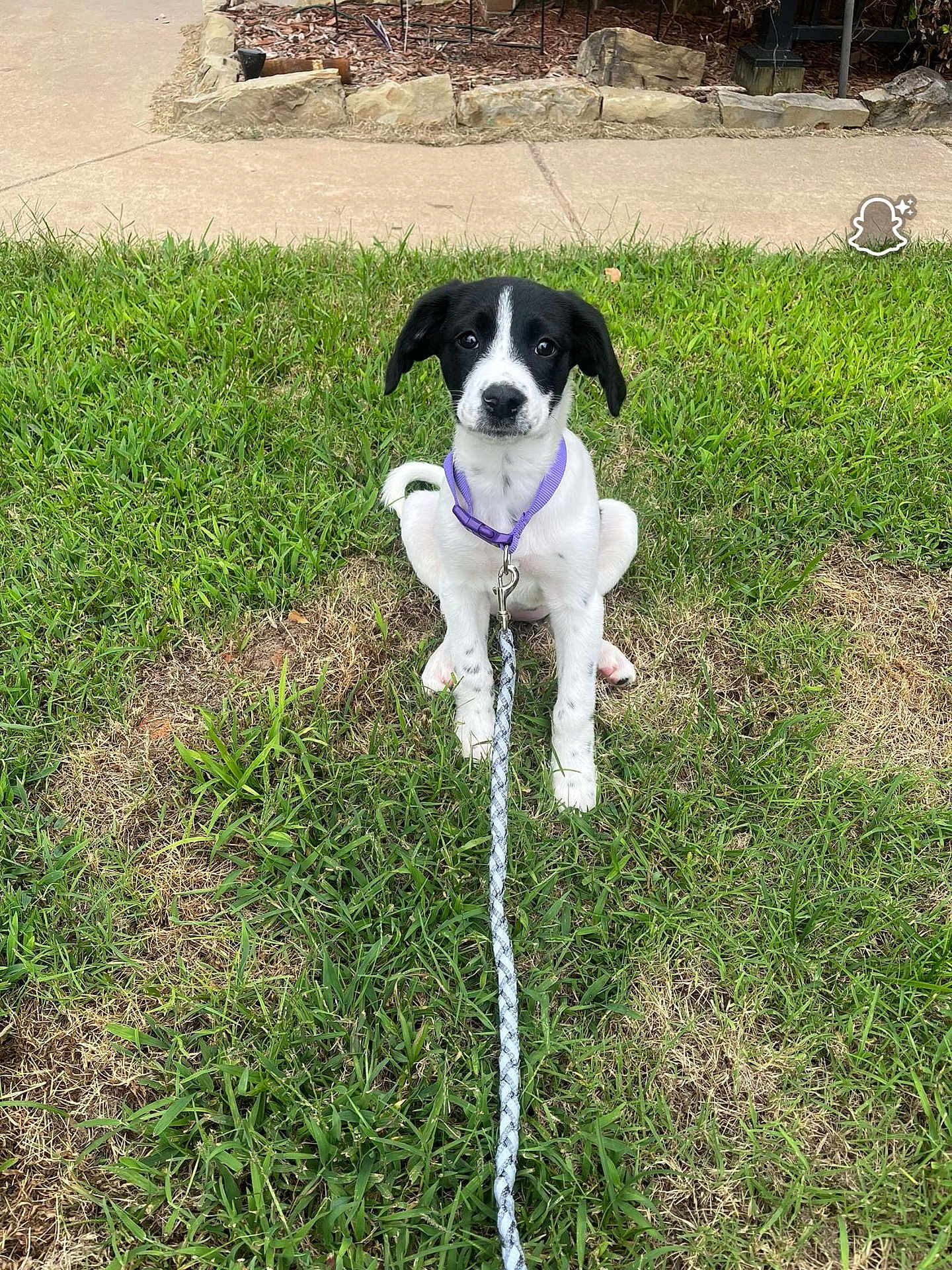 Ghost joined the competition — help win amazing prizes! animal, black_and_white, canine, collar, cute, daylight, dog, friendly, garden, grass, leash, nature, outdoor, pet, playful, puppy, sidewalk, sitting, summer, young_dog