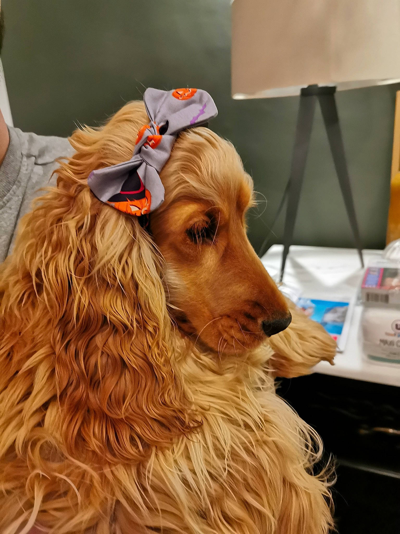 Harper a rejoint le concours — aidez-le/la à gagner de superbes lots ! american_cocker_spaniel, canidae, carnivore, cocker_spaniel, companion_dog, dog, dog_breed, ear, english_cocker_spaniel, fawn, field_spaniel, fur, irish_setter, mammal, rare_breed_dog, snout, spaniel, sporting_group, sussex_spaniel, vertebrate