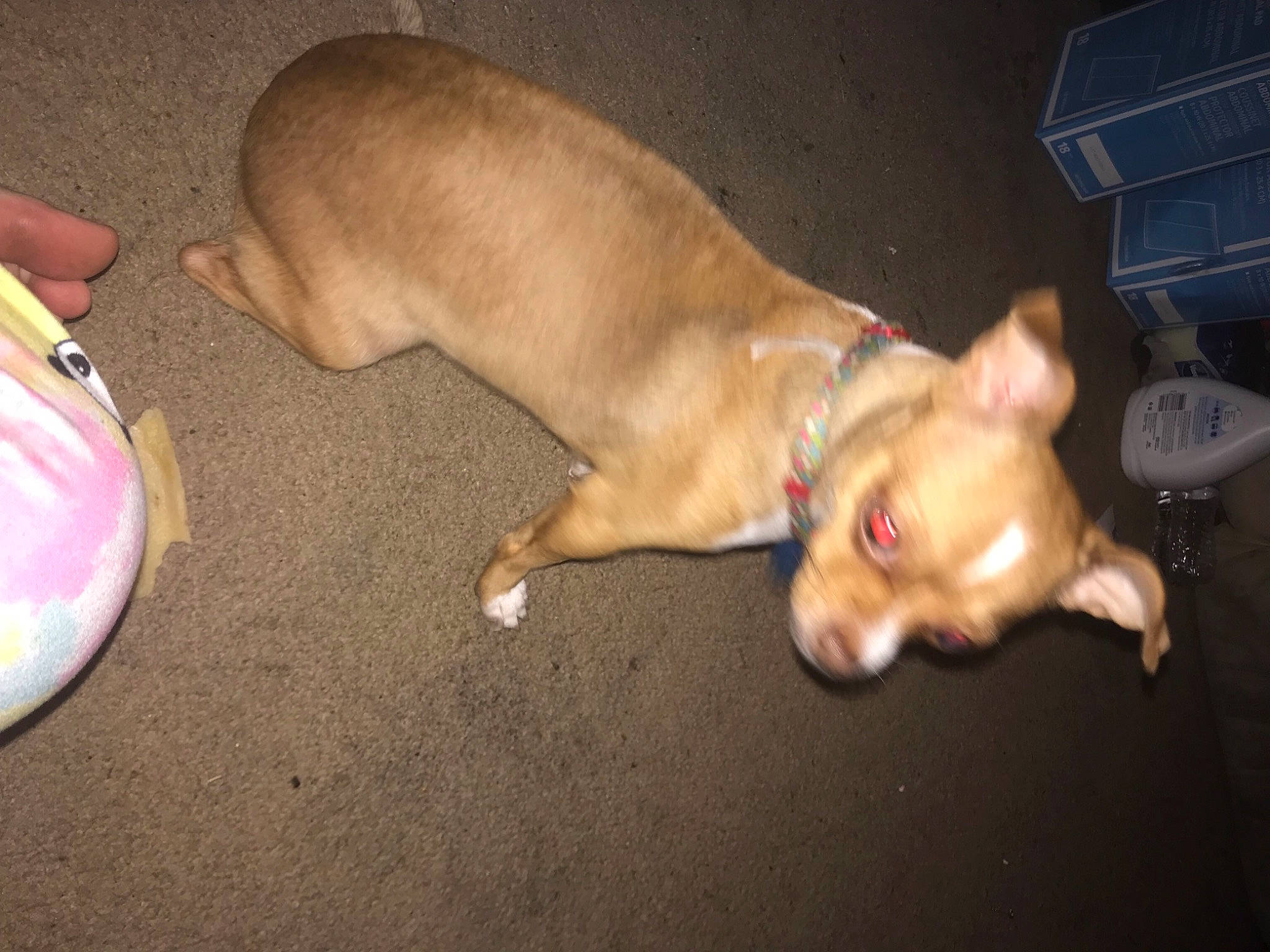 Cookie joined the competition — help win amazing prizes! canidae, carnivore, chihuahua, companion_dog, dog, dog_breed, dog_supply, fawn, flooring, foot, liver, non_sporting_group, paw, shipping_box, snout, sporting_group, tail, toy_dog, whiskers, working_animal