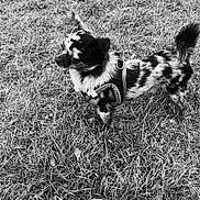 Valentino participe au concours pour gagner de l'argent avec cette photo : dog, grass, outdoor, pet, animal, small_dog, leash, black_and_white, fur, spots, harness, canine, nature, standing, side_view, alert, daylight, mammal, domestic_animal, field