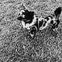 dog, grass, outdoor, pet, animal, small_dog, leash, black_and_white, fur, spots, harness, canine, nature, standing, side_view, alert, daylight, mammal, domestic_animal, field