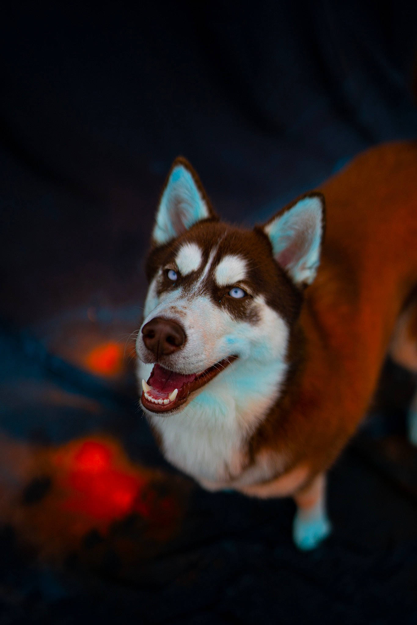 Trooper joined the competition — help win amazing prizes! ancient_dog_breeds, carnivore, companion_dog, dog, dog_breed, fur, sled_dog, snout, tail, whiskers, working_dog