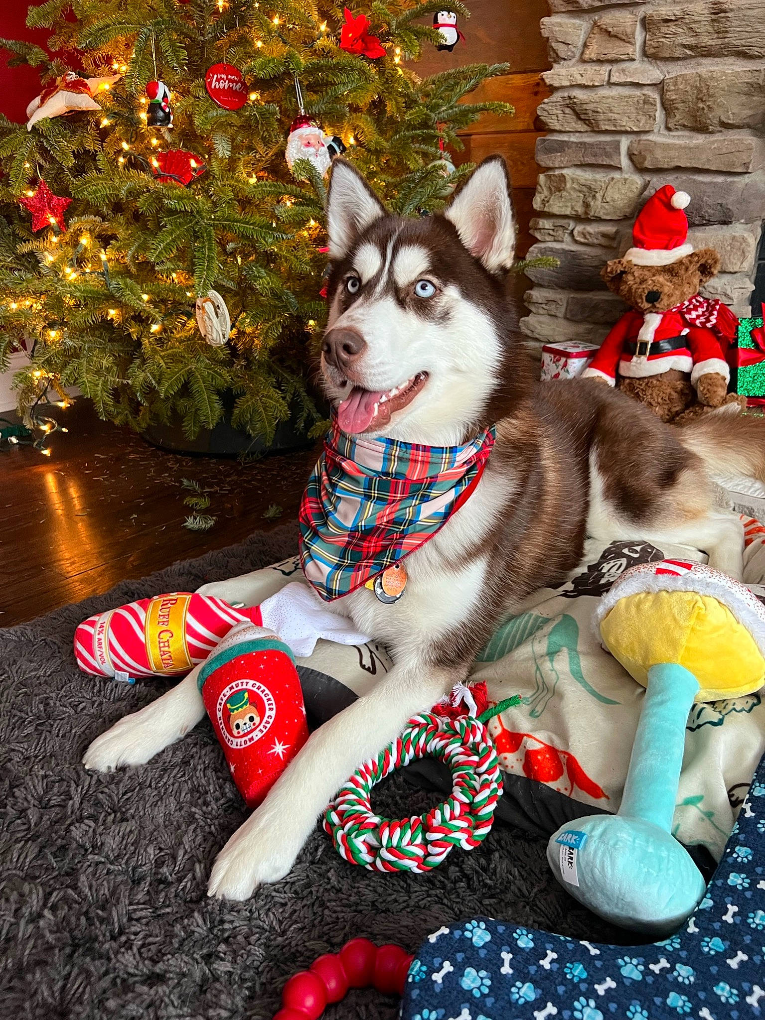 Trooper is registered to the contest to win money with this photo: carmine, carnivore, christmas, christmas_ornament, christmas_tree, companion_dog, conifer, dog, dog_breed, dog_supply, event, fawn, fur, holiday, holiday_ornament, ornament, pattern, sled_dog, tree, white