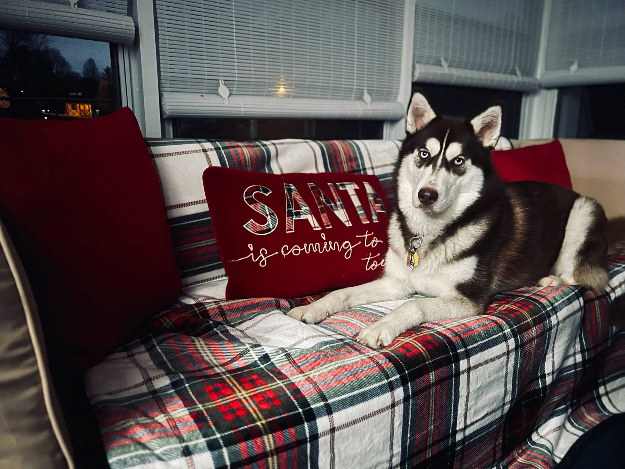 Trooper is registered to the contest to win money with this photo: canidae, carmine, carnivore, comfort, companion_dog, couch, dog, dog_breed, dog_supply, fur, interior_design, linens, pattern, picture_frame, plaid, room, sled_dog, tartan, textile, window_blind