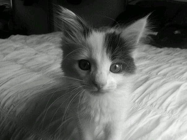 Badger is registered to the contest to win money with this photo: carnivore, cat, close_up, domestic_short_haired_cat, eye, felidae, fur, head, monochrome, monochrome_photography, small_to_medium_sized_cats, snout, whiskers