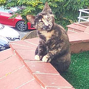 Baboo participe au concours pour gagner de l'argent avec cette photo : animal, brick, car, cat, curious, daylight, ears, eyes, fence, fur, greenery, ledges, outdoor, pet, road, sidewalk, suburban, tortoiseshell, tree, whiskers