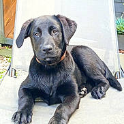 Arrow participe au concours pour gagner de l'argent avec cette photo : animal, black_labrador, canine, chair, collar, cute, dog, fence, fur, garden, looking_at_camera, lying_down, nature, outdoor, paw, pet, puppy, relaxed, sunlight, young_dog