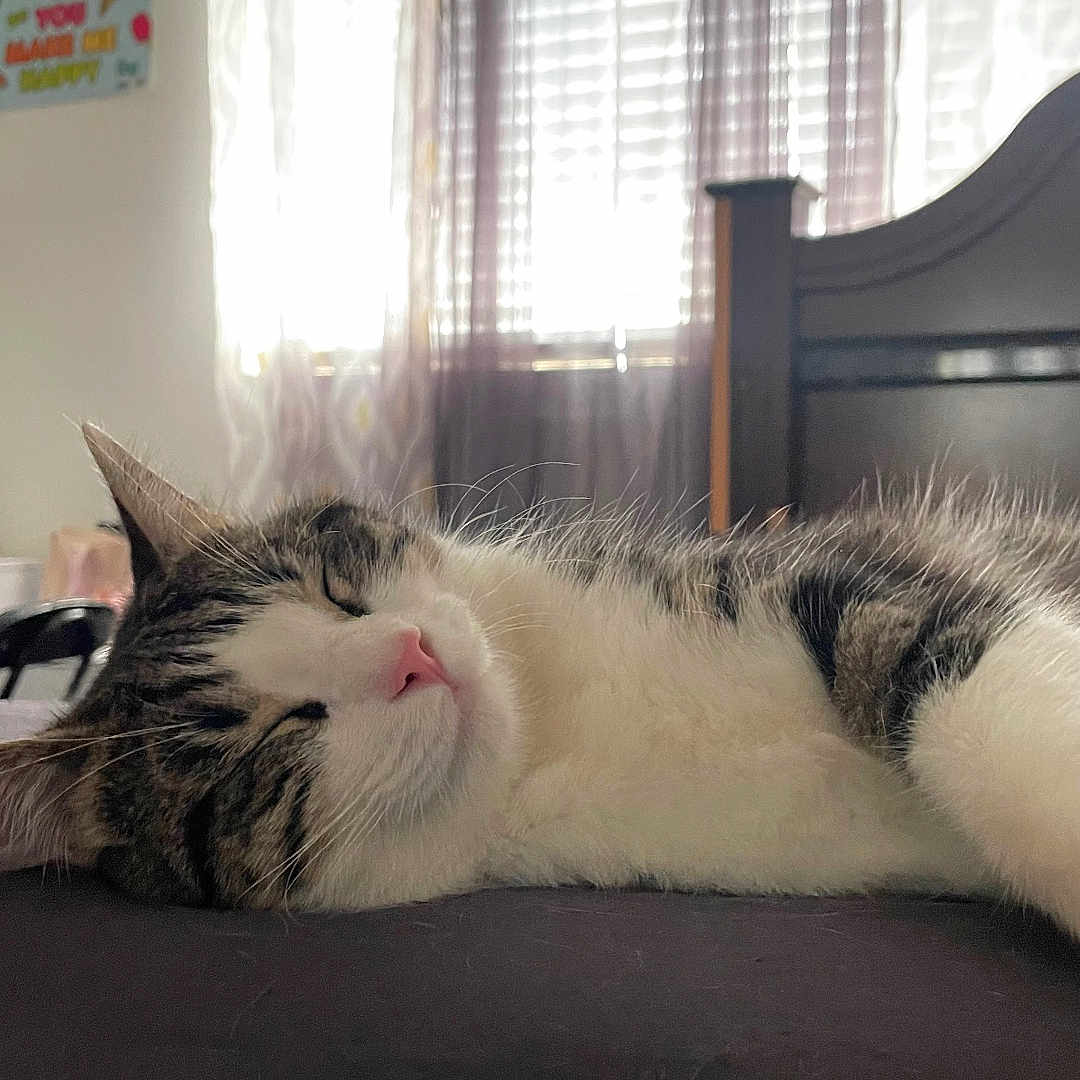 Milo joined the competition — help win amazing prizes! cat, sleeping, indoor, bedroom, curtains, window, poster, hello_kitty, furniture, peaceful, pet, resting, fur, pink_nose, striped, cozy, domestic_animal, soft_light, home, relaxation