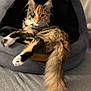 Shayla is registered to the contest to win money with this photo: animal, cat, close_up, comfortable, cozy, cute, domestic_cat, feline, fluffy_tail, fur, house_pet, indoor, multi_colored, paws, pet_bed, relaxed, resting, soft_lighting, tabby, whiskers