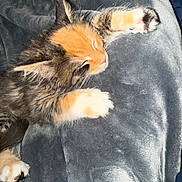 Shayla joined the competition — help win amazing prizes! animal, black, blanket, cat, closeup, cozy, cute, feline, fur, indoor, kitten, nap, orange, paws, pet, resting, sleeping, soft, white, young