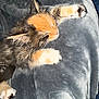 animal, black, blanket, cat, closeup, cozy, cute, feline, fur, indoor, kitten, nap, orange, paws, pet, resting, sleeping, soft, white, young