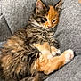 Shayla is registered to the contest to win money with this photo: animal, cat, chair, comfort, cozy, cute, fluffy, furry, grey, indoor, kitten, orange, pet, relaxed, sleepy, small, soft, tabby, whiskers, young