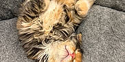 Shayla joined the competition — help win amazing prizes! animal, cat, cozy, cushion, cute, domestic, feline, fluffy, fur, gray, indoor, multicolored, paw, pet, pink_nose, relaxed, resting, sleeping, soft, whiskers