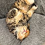 animal, cat, cozy, cushion, cute, domestic, feline, fluffy, fur, gray, indoor, multicolored, paw, pet, pink_nose, relaxed, resting, sleeping, soft, whiskers