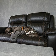 Scott participe au concours pour gagner de l'argent avec cette photo : animal, blanket, cat, collar, comfort, companion, cozy, dog, friendship, fur, home, indoor, leather_couch, nap, peaceful, pet, quiet, relaxation, resting, snuggling