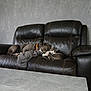 animal, blanket, cat, collar, comfort, companion, cozy, dog, friendship, fur, home, indoor, leather_couch, nap, peaceful, pet, quiet, relaxation, resting, snuggling