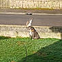 animal, cat, collar, daytime, dog, fence, grass, leash, leisure, nature, neighborhood, outdoor, pet, quiet, road, shadow, sidewalk, sitting, stone_wall, sunlight