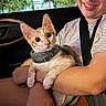 Desi joined the competition — help win amazing prizes! kitten, cat, ginger_cat, pet, harness, car, passenger_seat, human, smiling, face, eyes, ears, whiskers, indoor, vehicle, portrait, animal, holding, outdoor_background, cute