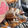 Desi joined the competition — help win amazing prizes! cat, kitten, ginger_cat, white_fur, sleeping, curled_up, relaxed, paws, tail, whiskers, closed_eyes, pet, animal, blanket, couch, pillow, indoor, cozy, geometric_pattern, portrait