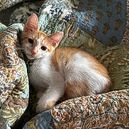 Desi is registered to the contest to win money with this photo: cat, kitten, orange_and_white, pet, animal, portrait, close_up, indoors, blanket, quilt, couch, cozy, lying_down, sitting, whiskers, ears, eyes, pink_nose, fur, home