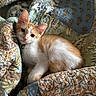cat, kitten, orange_and_white, pet, animal, portrait, close_up, indoors, blanket, quilt, couch, cozy, lying_down, sitting, whiskers, ears, eyes, pink_nose, fur, home