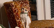 Desi is registered to the contest to win money with this photo: cat, orange_cat, white_cat, pet, animal, sitting, portrait, bow_tie, collar, indoors, chair, patterned_furniture, window, blinds, reflection, blanket, cozy, home, wide_eyes, funny_pose