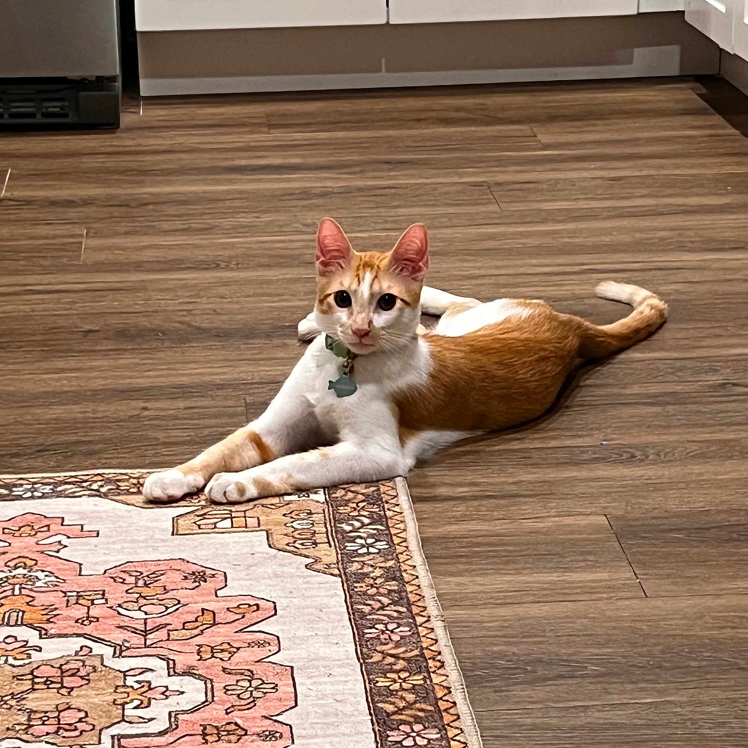 Desi joined the competition — help win amazing prizes! cat, orange_and_white, feline, pet, animal, lying_down, portrait, indoors, kitchen, wood_floor, rug, patterned_rug, cabinet, collar, bell, green_eyes, ears, whiskers, relaxed, domestic_animal