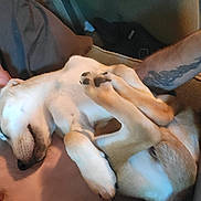 Blue is registered to the contest to win money with this photo: dog, sleeping, person, tattoo, arm, couch, indoor, relaxing, pet, fur, napping, cozy, closeup, resting, bond, companion, animal, comfort, casual, home