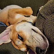 Blue joined the competition — help win amazing prizes! canine, close_up, collar, comfortable, couch, dog, domestic, ears, fur, indoor, lying_down, mischievous, nose, pet, relaxed, resting, sleepy, sofa, upside_down, whiskers