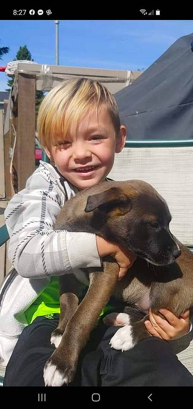 Kaylub is registered to the contest to win money with this photo: carnivore, child, companion_dog, dog, dog_breed, event, fawn, fun, happy, joy, leisure, person, sitting, sky, smile, snout, sporting_group, toddler, travel, vacation