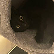 Puma participe au concours pour gagner de l'argent avec cette photo : animal, black_cat, cat, cat_tunnel, cozy, cute, dark, feline, floor, fur, furniture, hiding, home, indoor, pet, resting, sitting, soft, whiskers, yellow_eyes